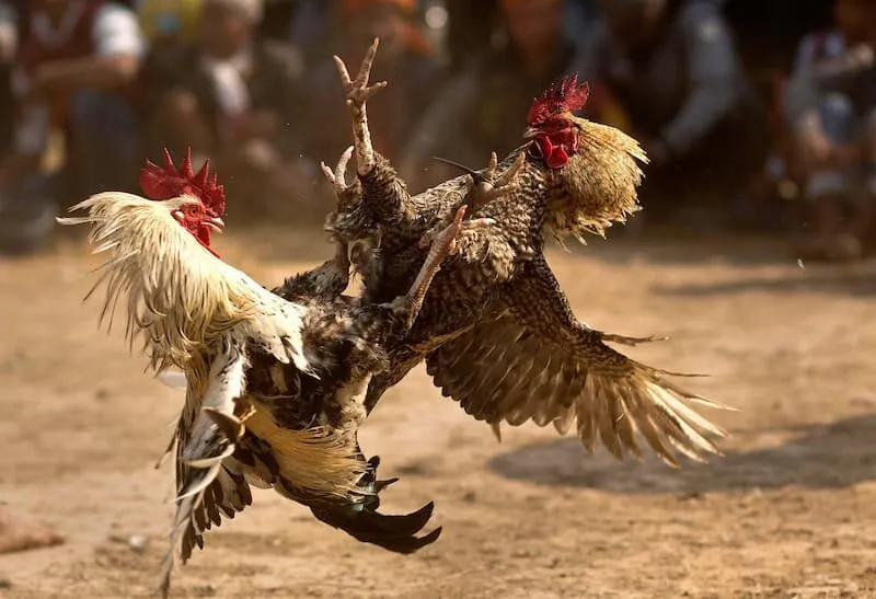 Đá gà chọi WIN88 trực tiếp