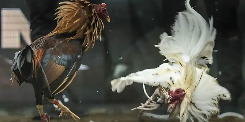 đá gà cựa sắt là 15 phút